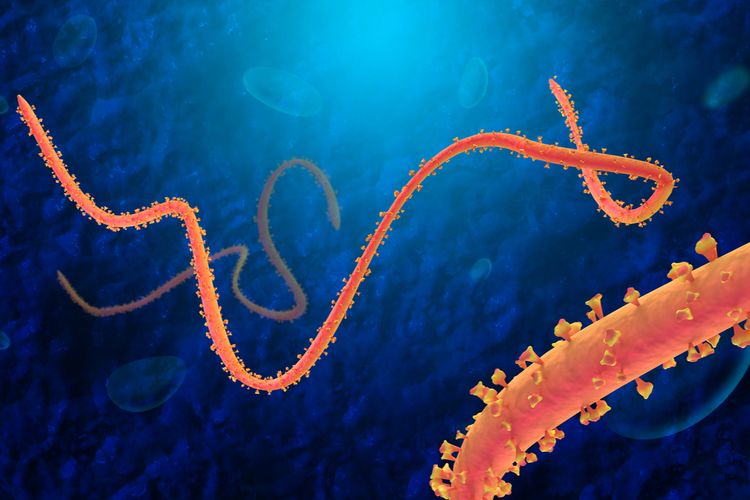 Virus Ebola Kembali Muncul di Tengah Pandemi Covid-19